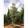CELTIS australis