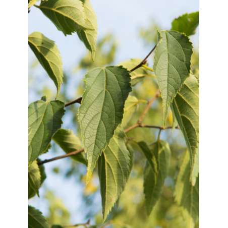 CELTIS australis CELTIS australis