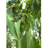 CELTIS australis