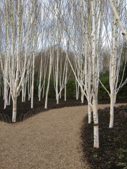 BETULA utilis