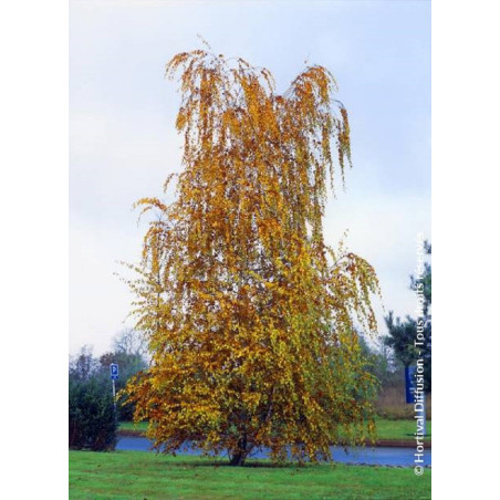 BETULA verrucosa ou pendula BETULA verrucosa ou pendula