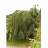 BETULA verrucosa YOUNGII