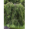 BETULA verrucosa YOUNGII