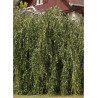 BETULA verrucosa YOUNGII