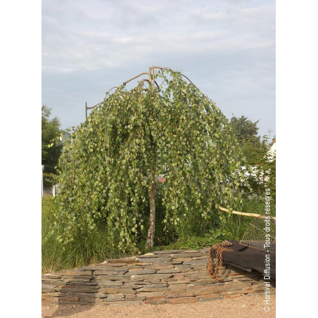 BETULA verrucosa YOUNGII BETULA verrucosa YOUNGII