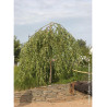BETULA verrucosa YOUNGII