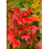 ACER rubrum FAIRVIEW FLAME