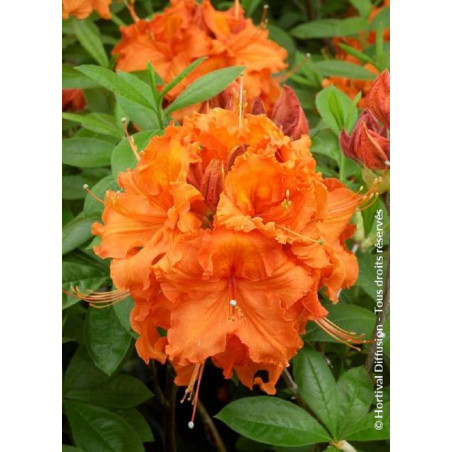 AZALEA mollis GIBRALTAR AZALEA mollis GIBRALTAR