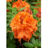 AZALEA mollis GIBRALTAR