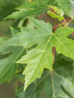 ACER saccharinum