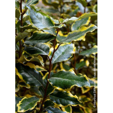 ELAEAGNUS ebbingei VIVELEG®