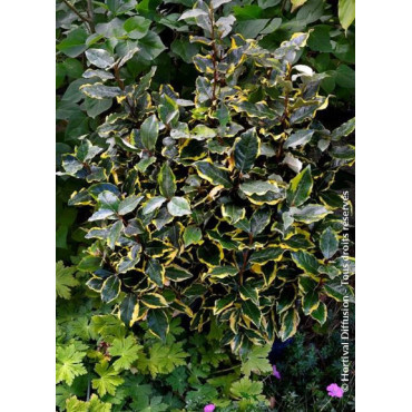 ELAEAGNUS ebbingei VIVELEG®