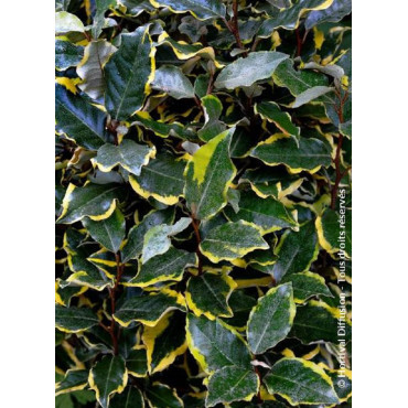 ELAEAGNUS ebbingei VIVELEG®