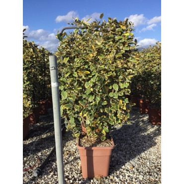 ELAEAGNUS ebbingei VIVELEG® En pot forme espalier