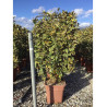 ELAEAGNUS ebbingei VIVELEG® En pot forme espalier