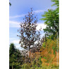 BETULA CRIMSON FROST