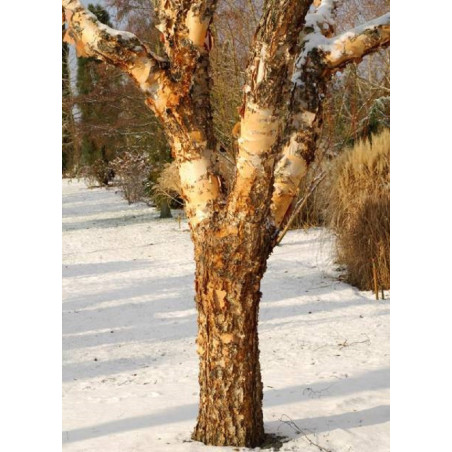 BETULA nigra HERITAGE BETULA nigra HERITAGE