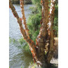 BETULA nigra HERITAGE