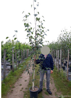 BETULA utilis En pot de 25-30 litres baliveau hauteur 200-250 cm