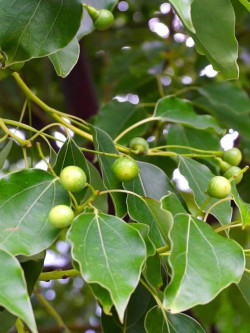 CINNAMOMUM camphora