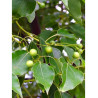 CINNAMOMUM camphora