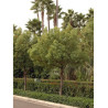 CINNAMOMUM camphora