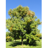 FRAXINUS americana