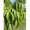 FRAXINUS americana