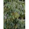 FRAXINUS americana