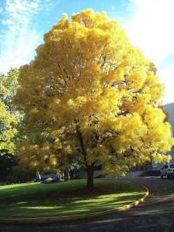 FRAXINUS excelsior JASPIDEA