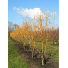 FRAXINUS excelsior JASPIDEA
