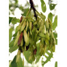 FRAXINUS excelsior