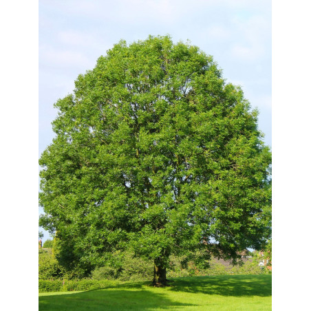 FRAXINUS excelsior FRAXINUS excelsior