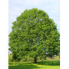 FRAXINUS excelsior