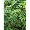 FRAXINUS excelsior