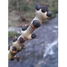 FRAXINUS excelsior