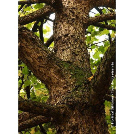 CORYLUS colurna CORYLUS colurna
