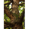 CORYLUS colurna