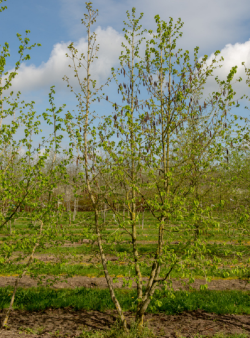 CORYLUS colurna