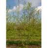 CORYLUS colurna