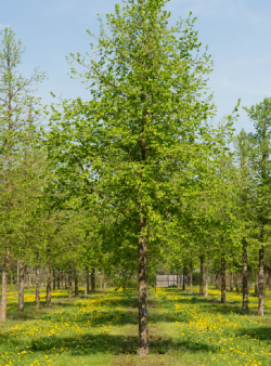 CORYLUS colurna
