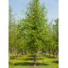 CORYLUS colurna