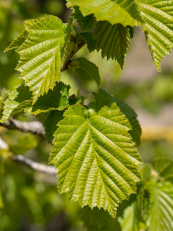 CORYLUS colurna
