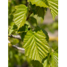 CORYLUS colurna