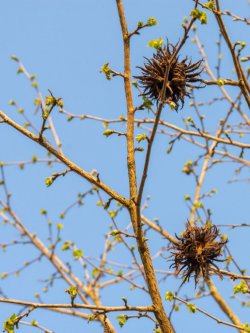 CORYLUS colurna