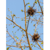 CORYLUS colurna