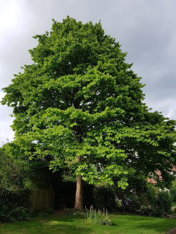 CORYLUS colurna