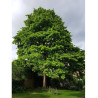 CORYLUS colurna