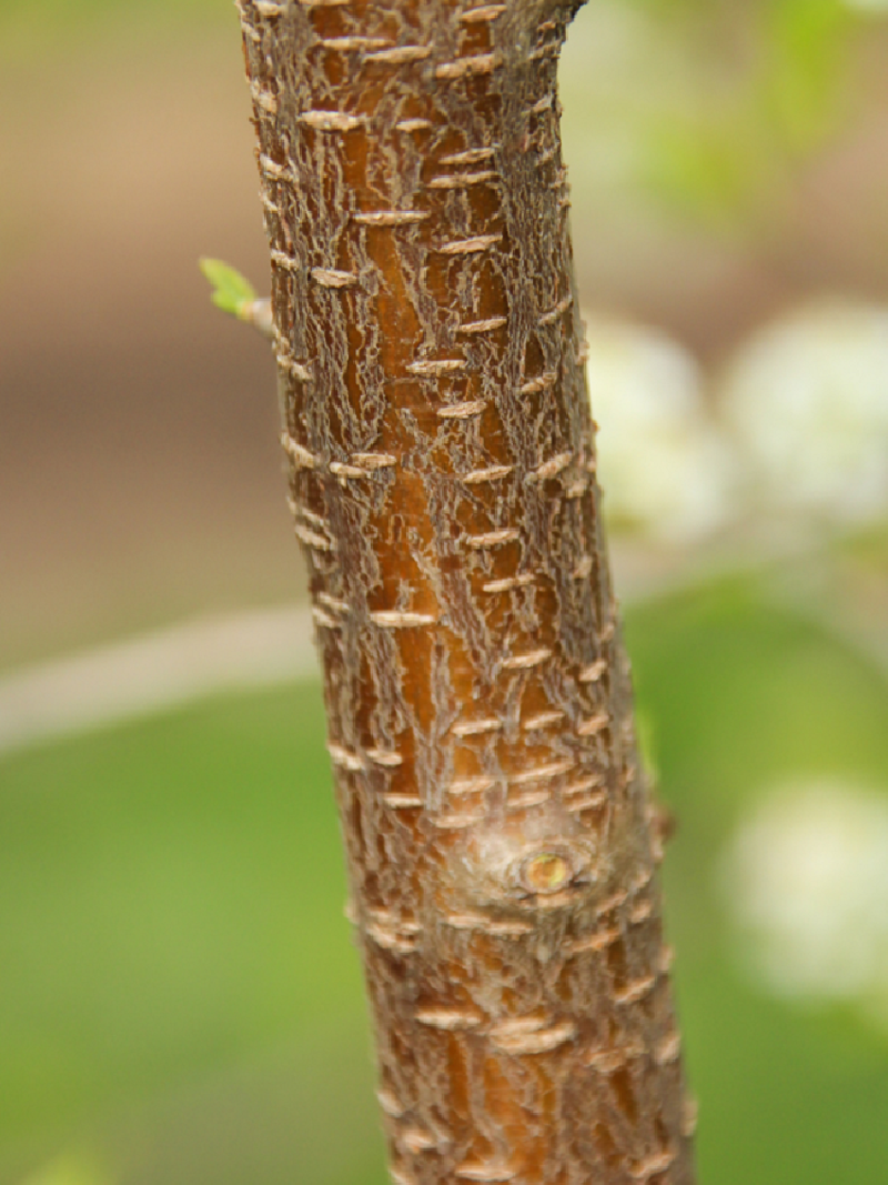 PRUNUS mahaleb (Cerisier de SainteLucie) — free download