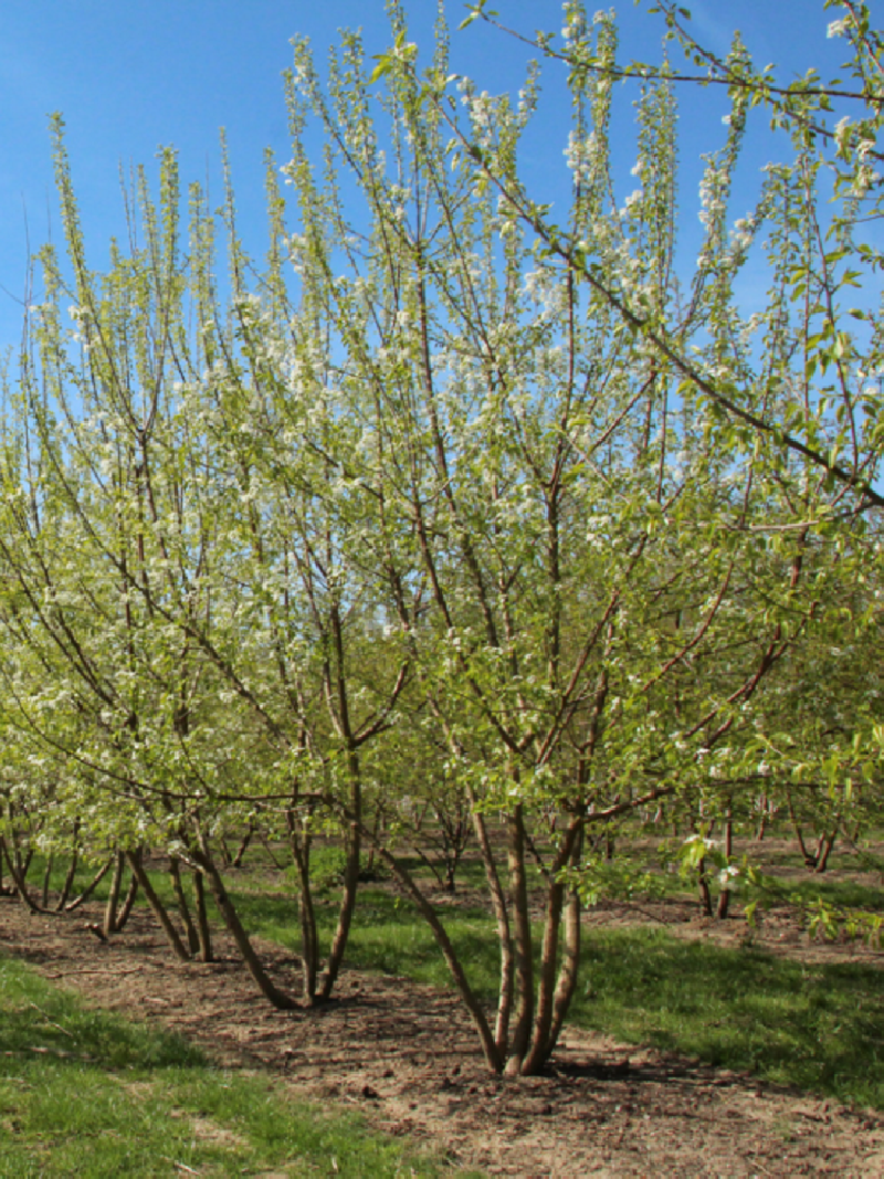 Tropica Lot De 30 Graines De Bonsaï Cerisier De Sainte-Lucie Prunus Mahalep